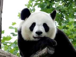 Stickers pour porte Panda Panda Géant 7