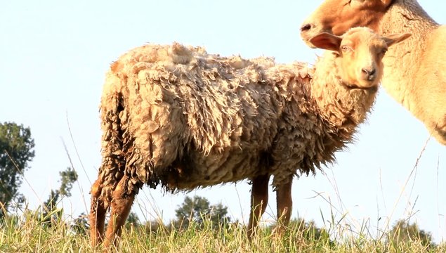 Lamm am Deich