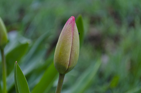 Spring macro tulip in the green garden