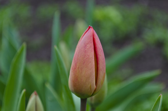 Spring macro tulip in the green garden