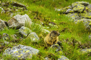 Wild animal - yellow-bellied marmot in Dolomites, Italy