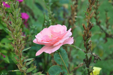 pink rose