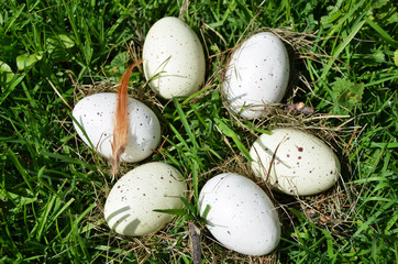 Eggs in the grass