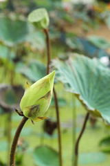 Lotus seeds in the nature
