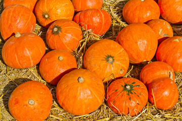 Many of the pumpkins