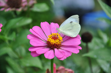 white butterfly