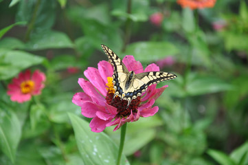 beautiful butterfly