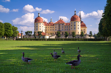 Schloss Moritzburg mit G&auml;nsen