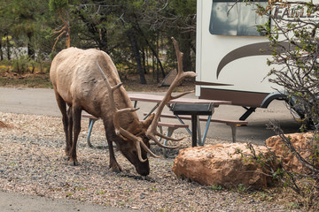 Bull Elk in Grand Canyon Campground