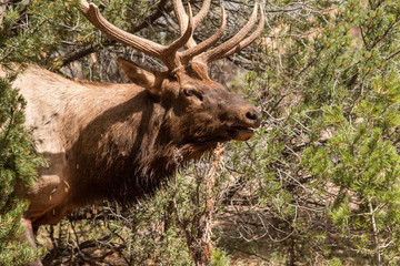 Naklejka na ściany i meble Bugling Bull Elk