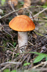 bright mushroom Boletus