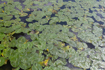 lily pads on the water