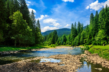 forest river with stones