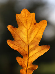 orange oak leaf