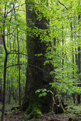 Giant oak tree grows among hornbeams