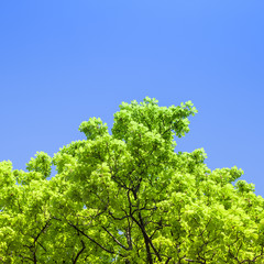 green branches in a wood and blue sky