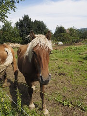 Caballos pastando en Saboya (Francia)