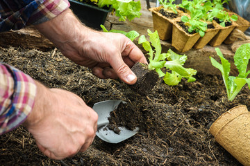 Farmer planting young seedlings