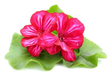 pelargonia