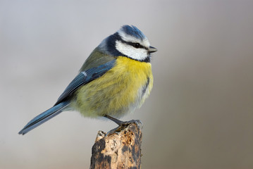 Eurasian blue tit