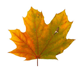 Naklejka na ściany i meble Autumn maple branch with leaves isolated on a white background