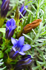 Gentiana puberulenta