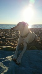 Obraz na płótnie Canvas Hund relaxt am Strand