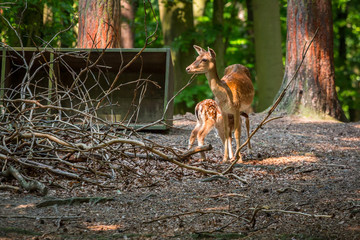 Young roe deer on the meadow