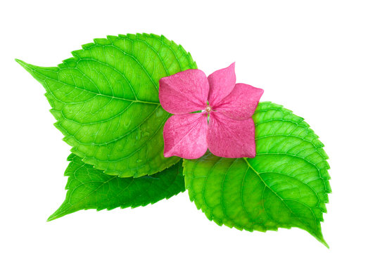 Spa Concept pink Flower with Green Leaf