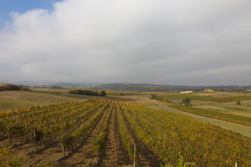 Tuscan landscape with vineyards