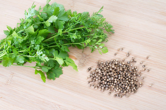 Coriander Leaves And Seeds - Cilantro - Fresh coriander leaves a