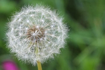 Dandelion - Seeds