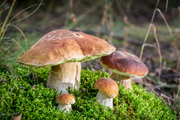 Big boletus mushrooms on moss in forest