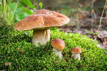 Wild noble mushrooms in forest