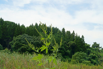 Obraz premium オオブタクサ