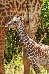 Newborn Giraffe on the Masai Mara