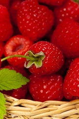 Ripe raspberry close up. Selective focus.