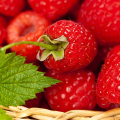Ripe raspberry close up. Selective focus.