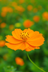 秋桜のクローズアップ