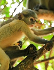 The Cuty Monkey on the tree in thailand