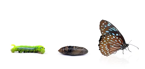 Photo sur Plexiglas Papillon Papillon monarque sortant de la chrysalide, huit étapes. Isoler