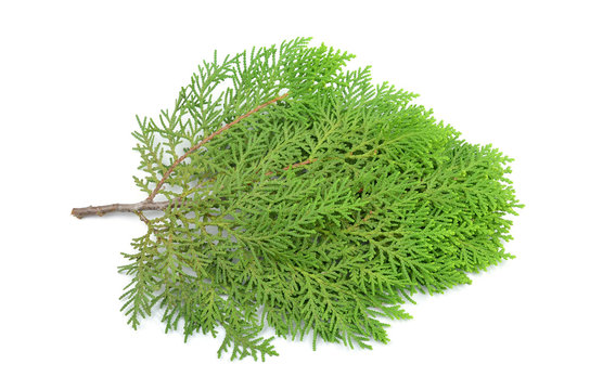 Leaves of pine tree or Oriental Arborvitae , Scientific Name:Thu