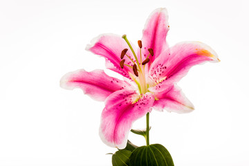 Fototapeta na wymiar lilly flower isolated on white background