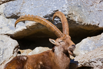 Alpine ibex