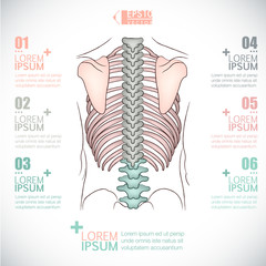 Human bone Infographics