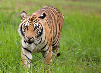 Fototapeta na wymiar Tiger in jungle