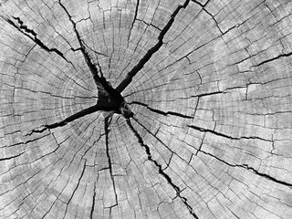 crack on stump