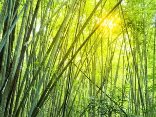 Stickers pour porte Bambou forêt de bambous en tropical