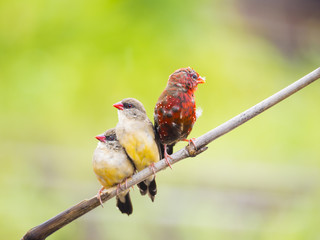 Lovely family red bird Avadavat(Amandava amandava)