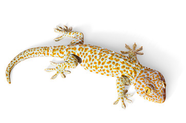 Gecko climbing on white background